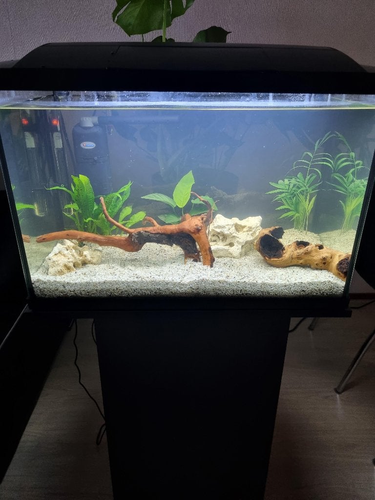 Guppies, Chinese Danio’s, Corydoras, Blauwe garnalen, Vis, Zoetwatervis, Schoolvis