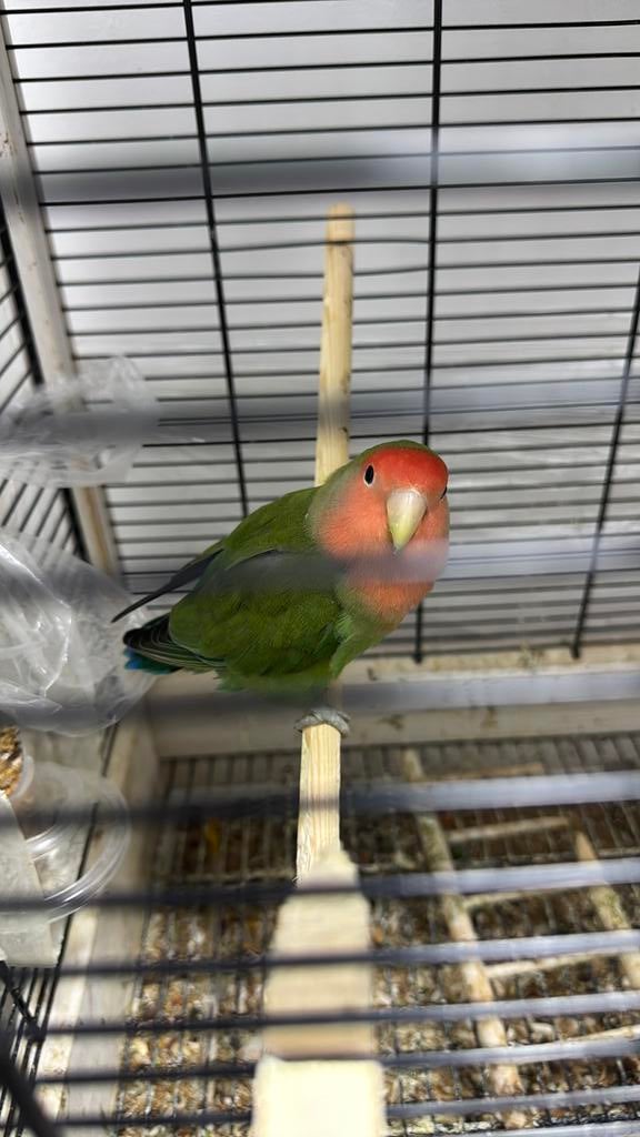 Leuke vogel, Dwergpapegaai of Agapornis