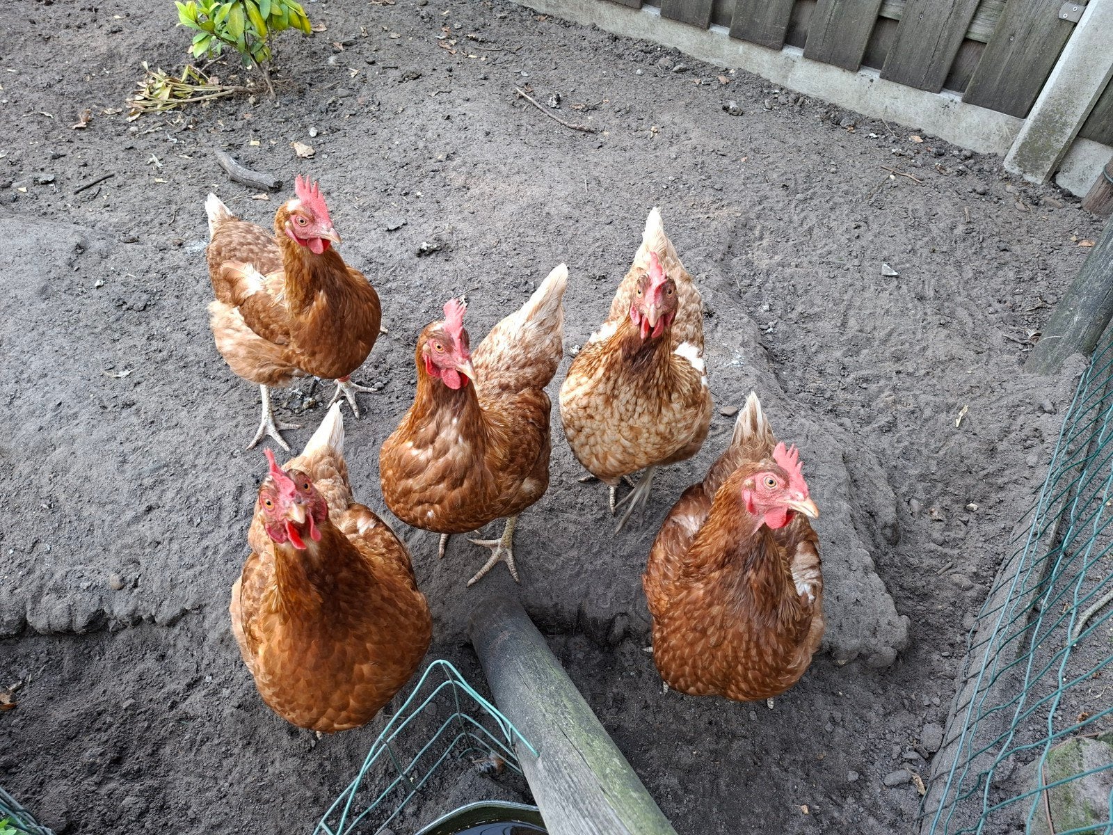 5 Legkippen van vorig jaar, Dieren en Toebehoren, Pluimvee, Vrouwelijk, Kip