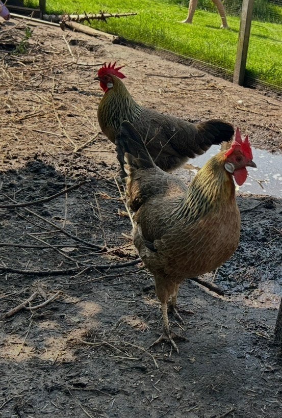 Leghorn kippen half jaar aan de leg, Dieren en Toebehoren, Pluimvee, Vrouwelijk, Kip