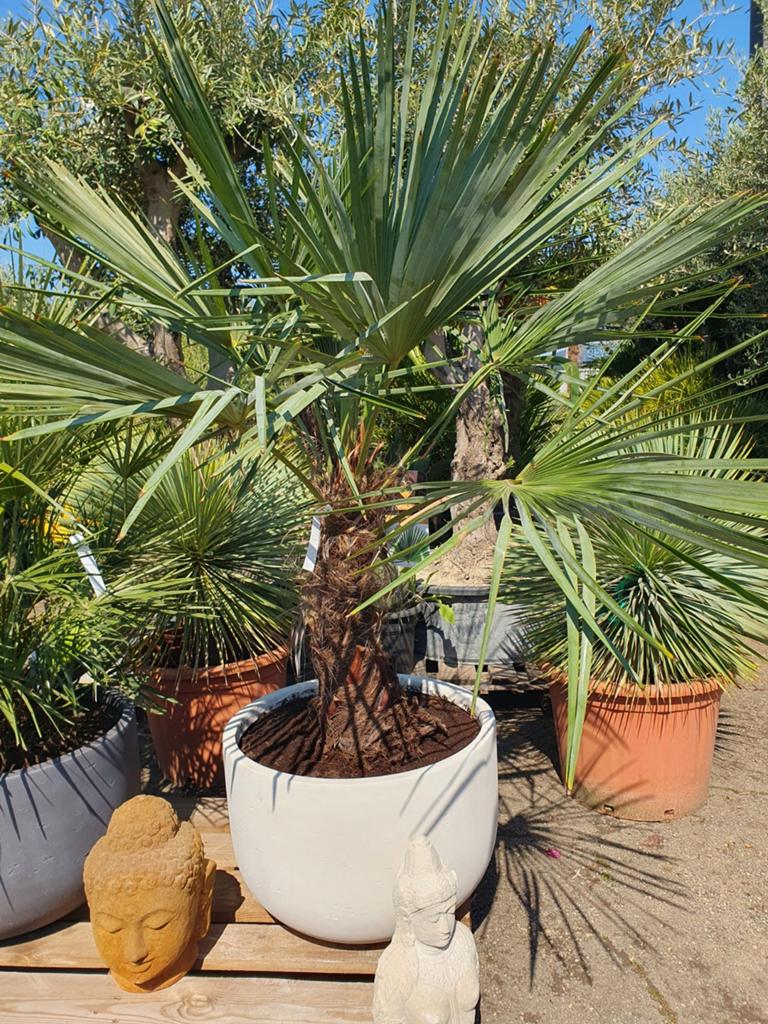 Palm in een deco pot, Minder dan 100 cm, Zomer, Palmboom, Ophalen