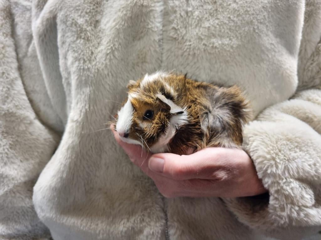 Cavia jonkies beertjes/mannen, Januari, Mannelijk, Cavia