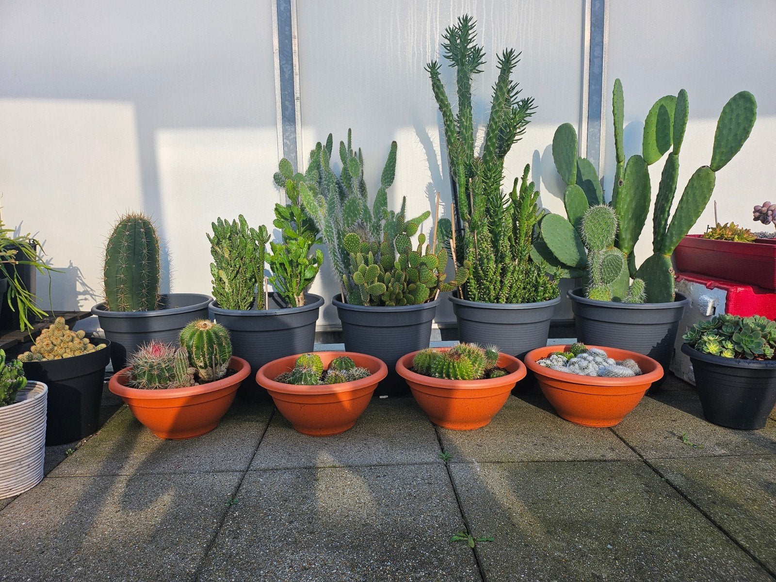 Cactussen & Vetplanten, Ophalen of Verzenden, Overige soorten, Volle zon