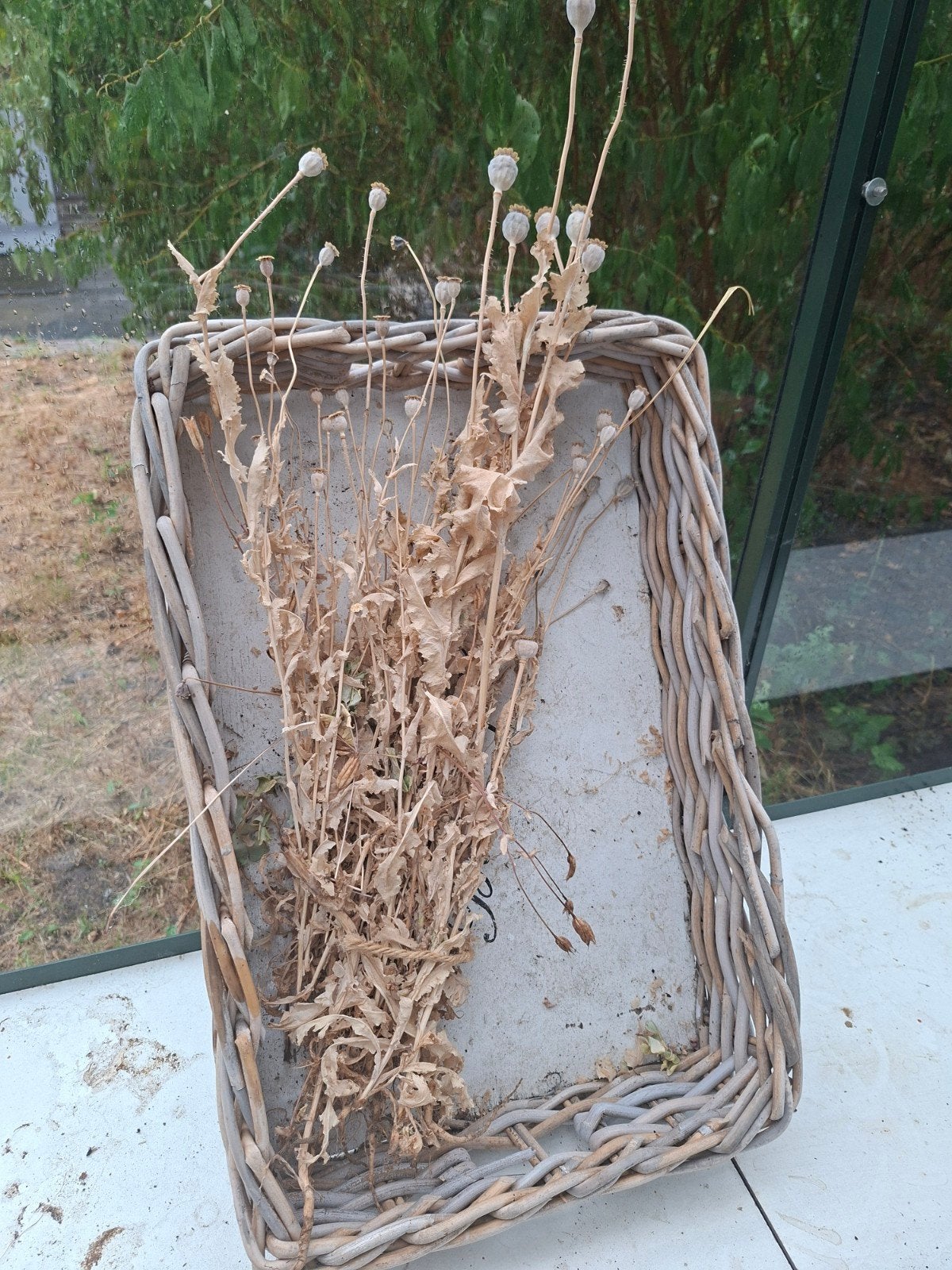 Papaver droogbloemen in rieten mand, Huis en Inrichting, Ophalen of Verzenden, Gebruikt