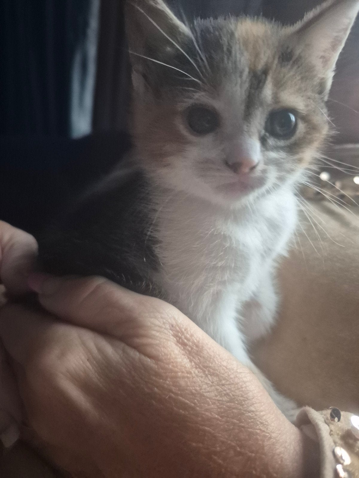 Leuke sociale kitten te koop 7 weken oud, Poes