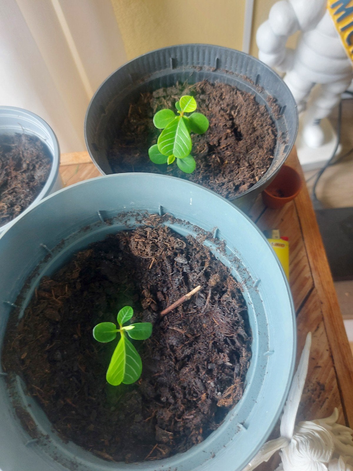 Madagascar plant, Ophalen, In pot, Minder dan 100 cm, Volle zon