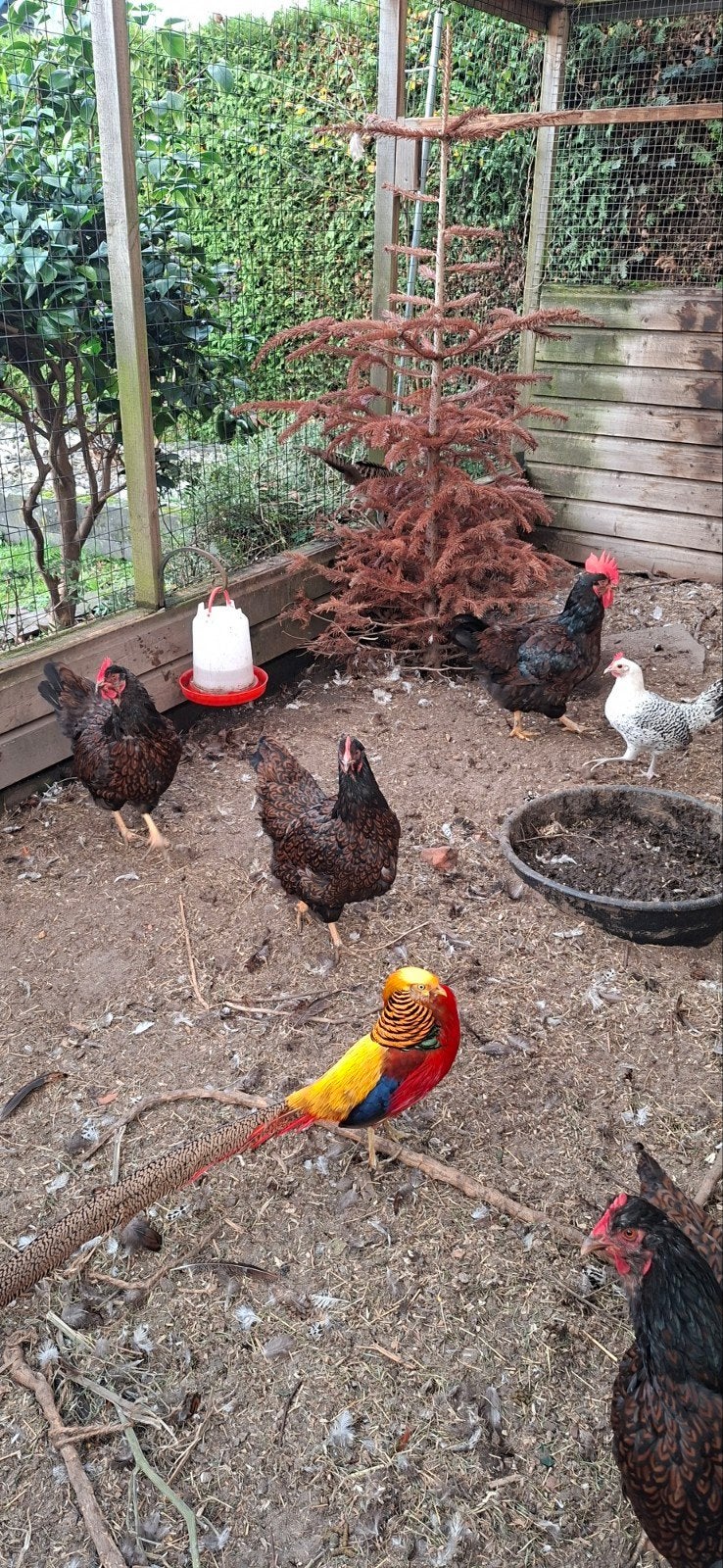 4 Barneveld kippen, Dieren en Toebehoren, Vrouwelijk, Kip
