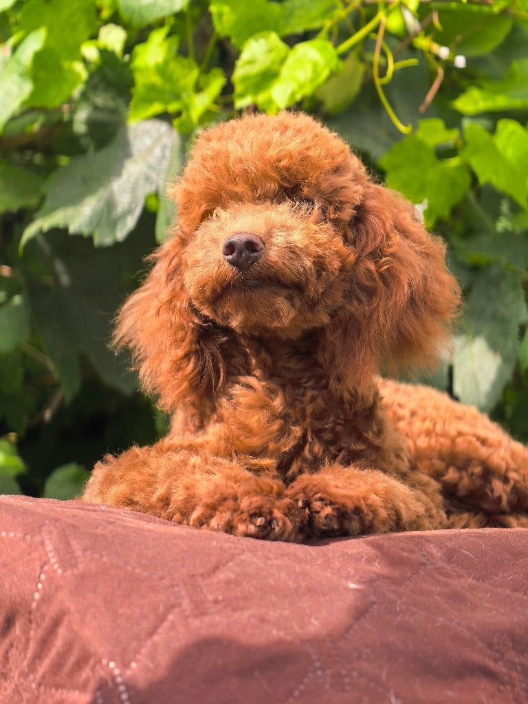 Toy Poedel, Parvo, Poedel, 15 weken tot 1 jaar, Reu