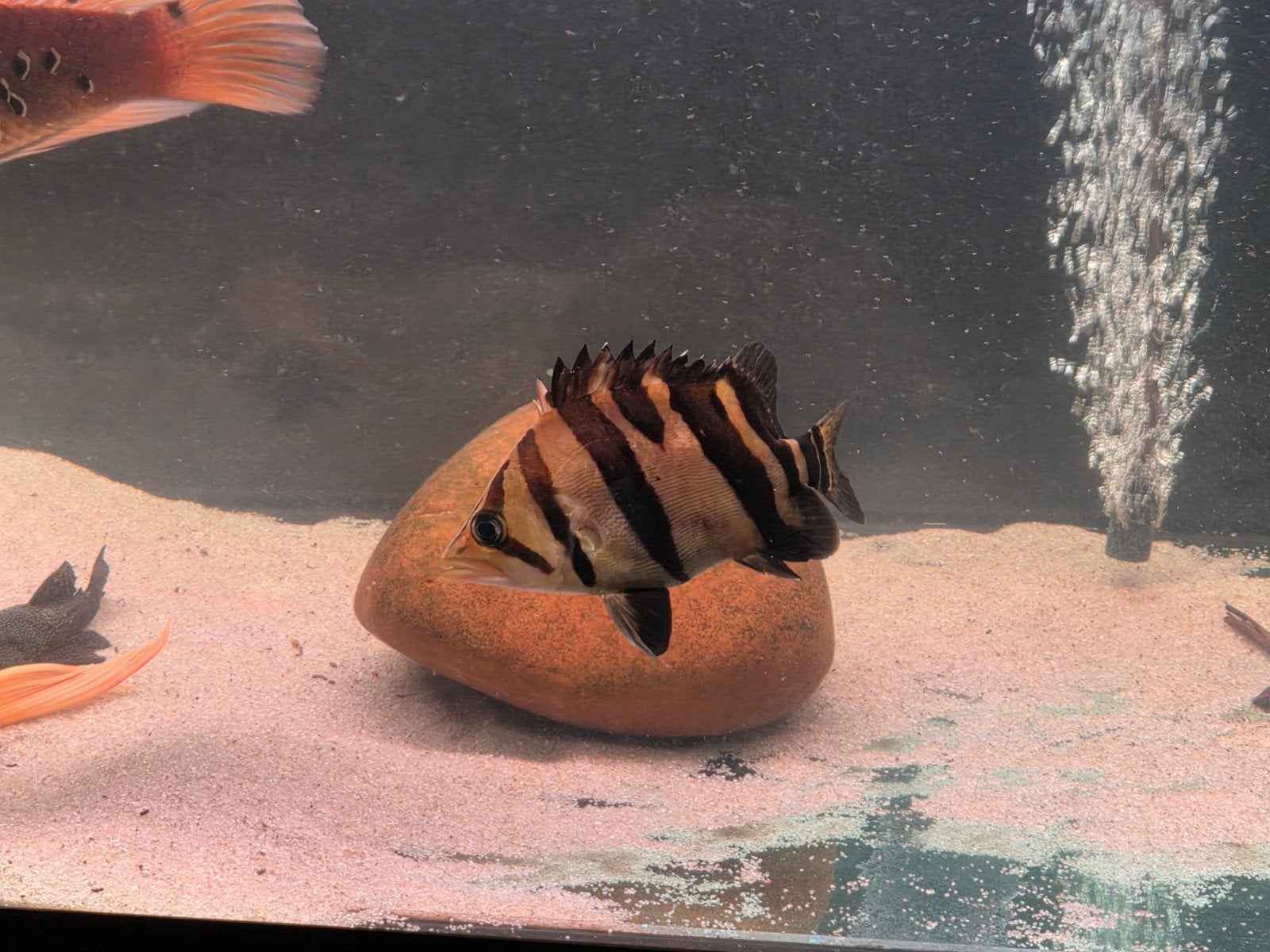 datnioides microlepis tijgerbaars