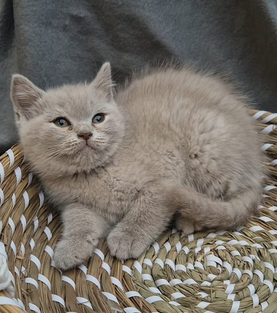 Britse kort en langhaar kittens, Meerdere dieren, Ontwormd, 0 tot 2 jaar