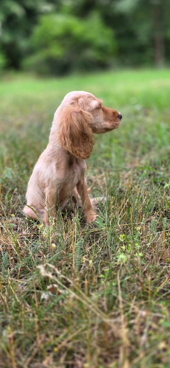 Engelse Cockerspaniël pup reutje, Dieren en Toebehoren, Particulier, 15 weken tot 1 jaar, Reu, Buitenland