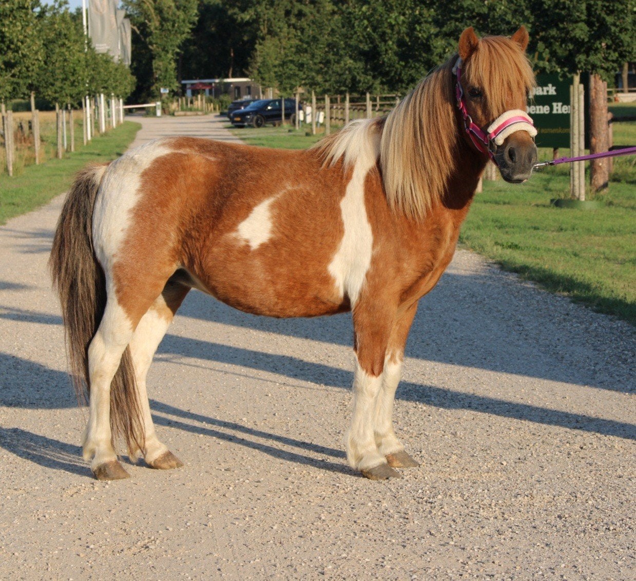 Te koop 7 super knappe shetlander en een betuigd Welsh ruin, Ruin, A pony (tot 1.17m), Recreatiepony, Gechipt