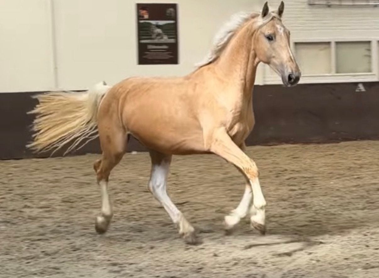 Knappe palomino ruin, Dieren en Toebehoren, Paarden, Ruin, 170 tot 175 cm, Recreatiepaard, 3 tot 6 jaar