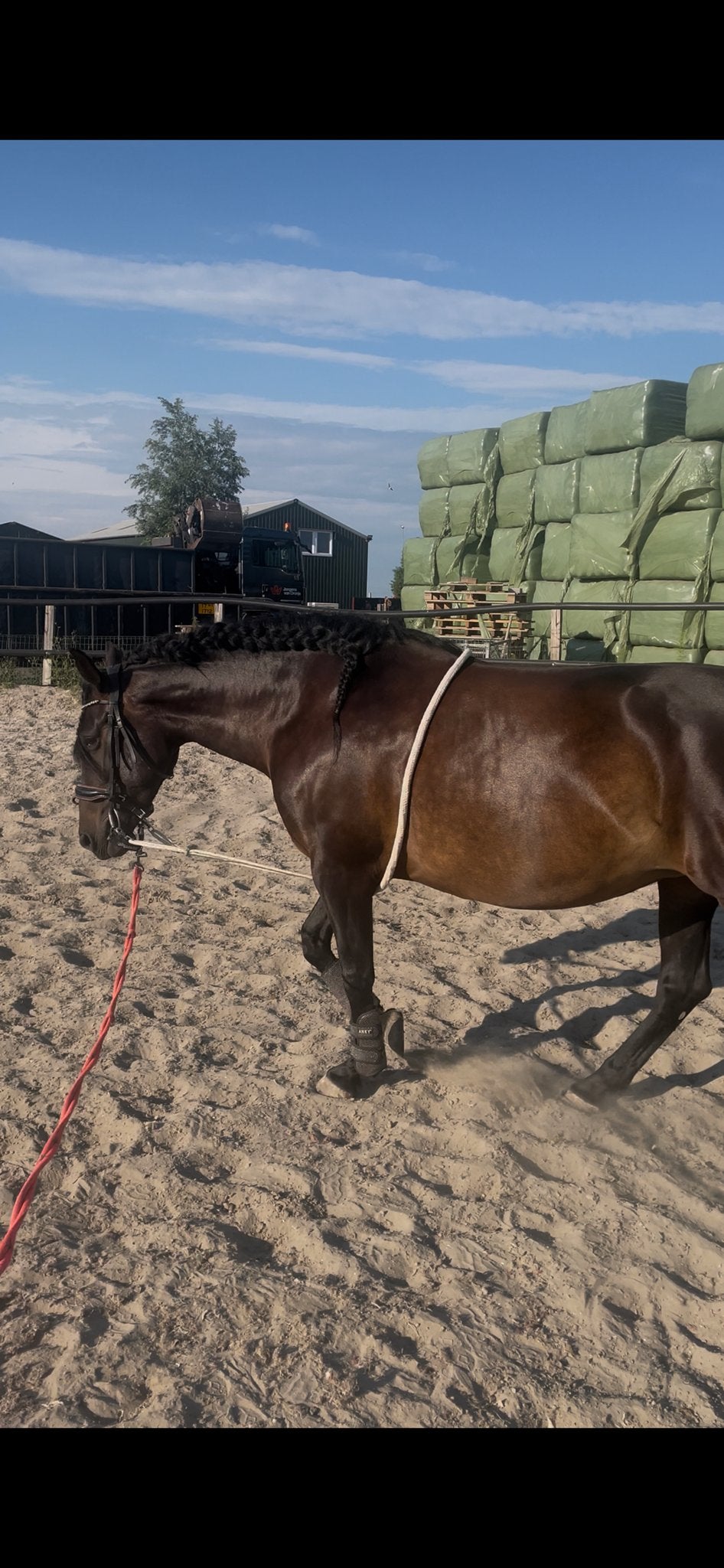 Longeerhulp maat cob., Dieren en Toebehoren, Ophalen of Verzenden, Zo goed als nieuw, Recreatie