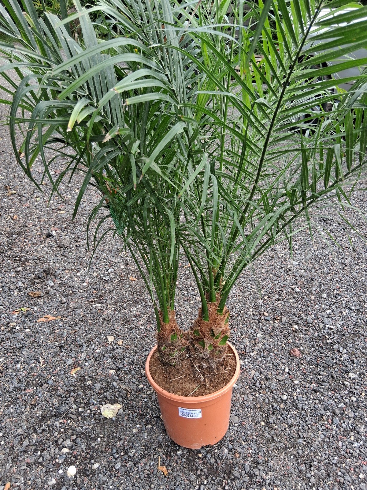 Phoenix  dubbel stam, Ophalen, Volle zon, Palmboom