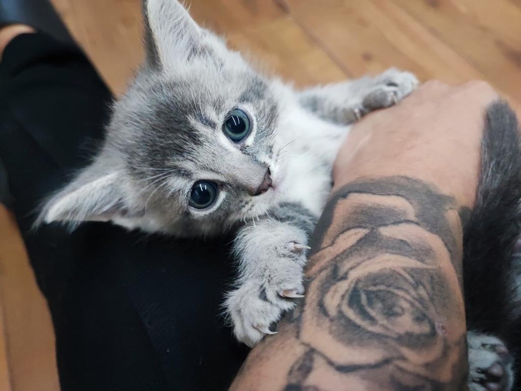 Baby kitten British Maine-Coon mix, Dieren en Toebehoren, Katten en Kittens | Raskatten | Korthaar, Poes
