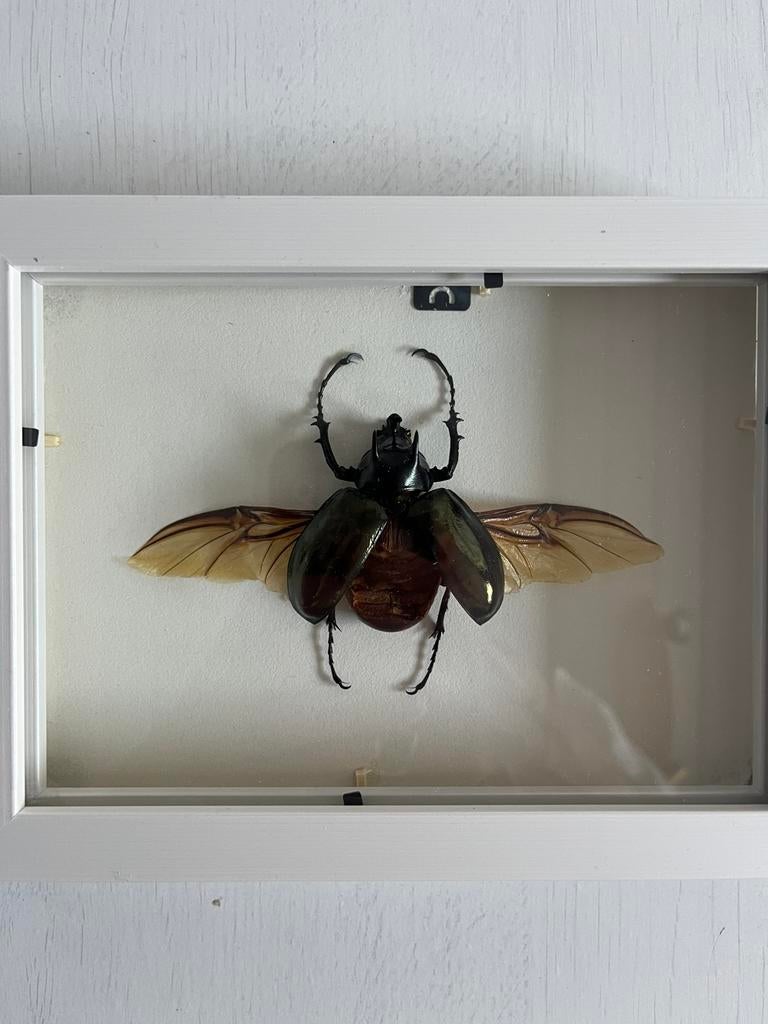 Chalcosoma atlas in lijst, Overige soorten