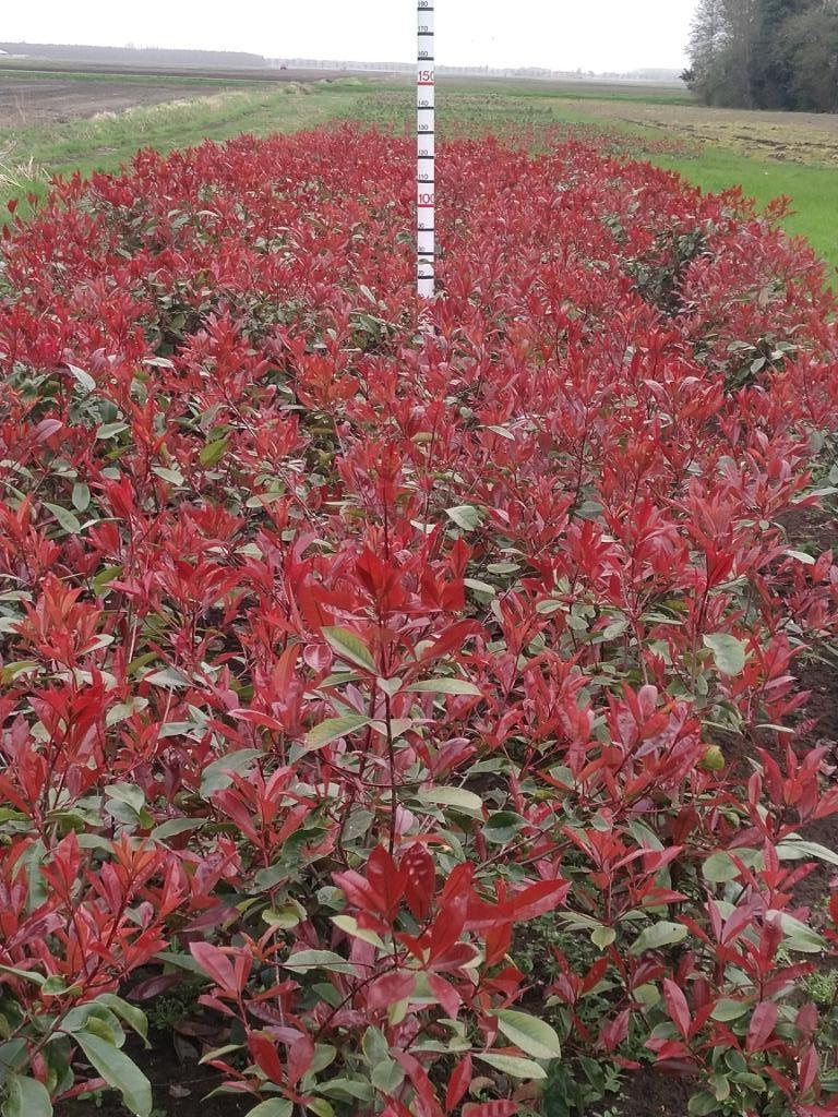 Glansmispel Red Robin, Ophalen of Verzenden, Overige soorten, Haag, 100 tot 250 cm