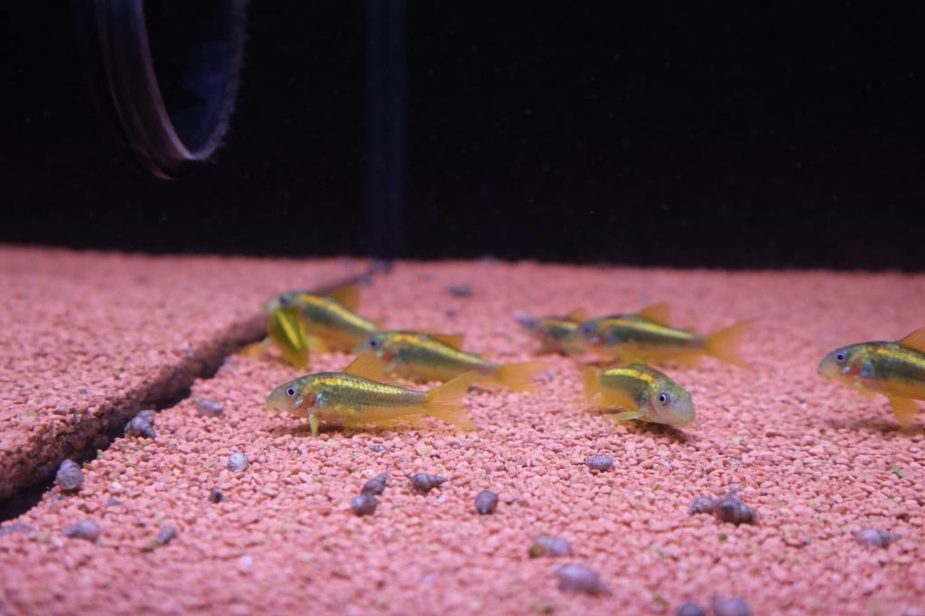 Corydora Gold Stripe (Corydoras peru), Vis, Zoetwatervis