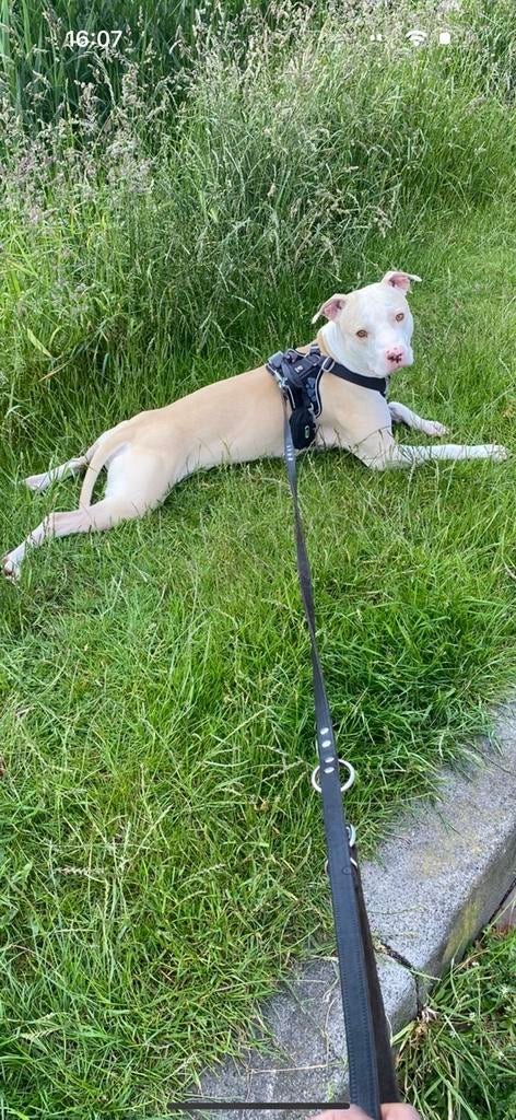 DEKREUPitbull/americanStafford/DogoArgentino DEKREU, Dieren en Toebehoren, Reu, 1 tot 2 jaar, Parvo, Eén hond