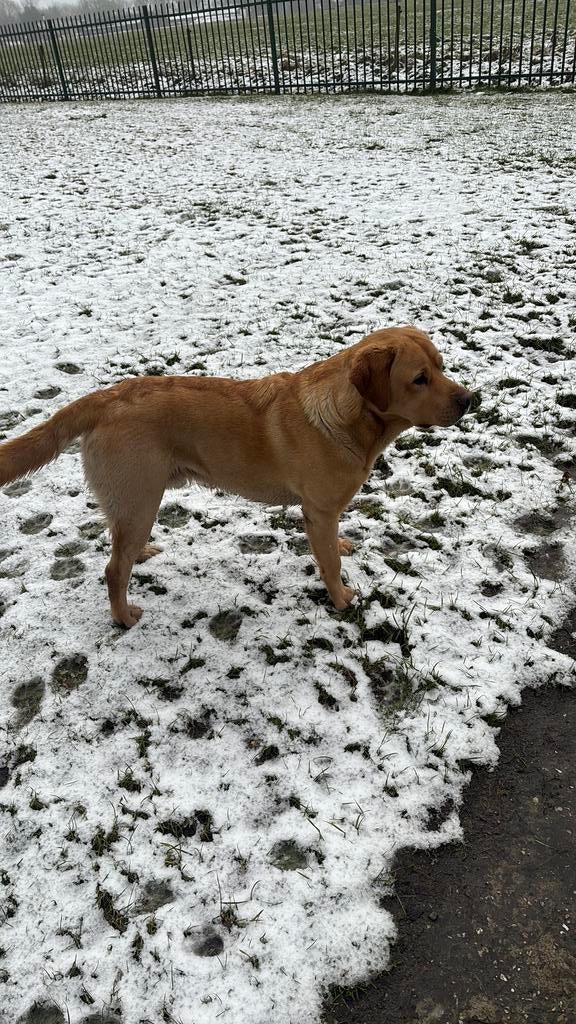 Dekreu labrador met ervaring, Reu, 1 tot 2 jaar, Parvo, Eén hond