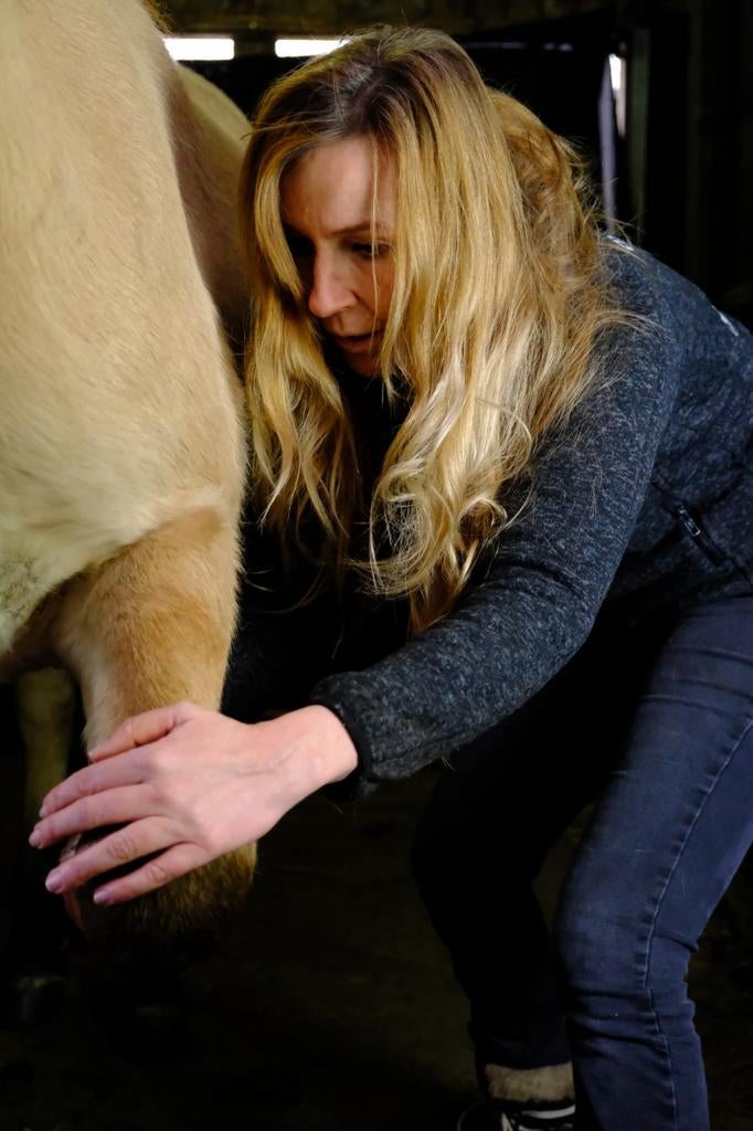 Paarden massage, guasha, Roodlichttherapie, Equery