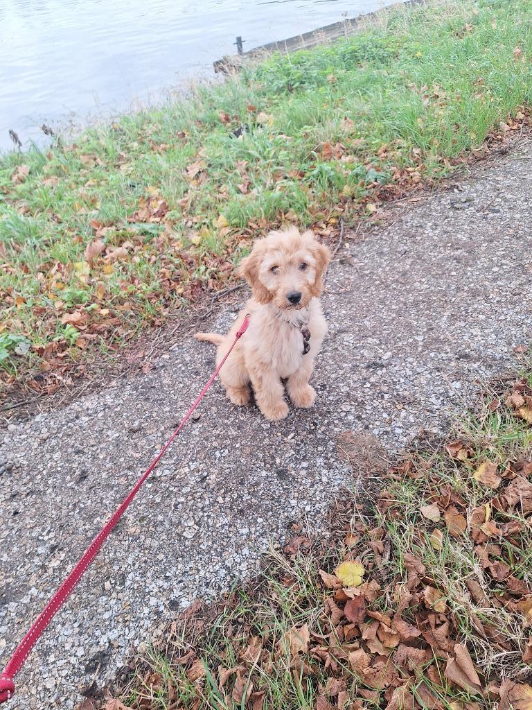 Cockapoo pup, male, 12 weeks., Dieren en Toebehoren, Honden | Dekreuen, Reu, 8 tot 15 weken, Parvo, Eén hond