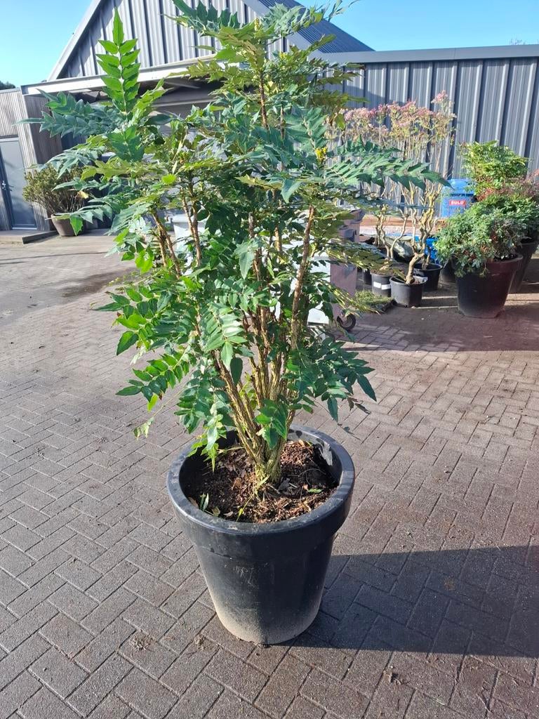Mahonia aquafolium meerstammig in BLOOM HOLLAND pot, Ophalen, In pot, Overige soorten