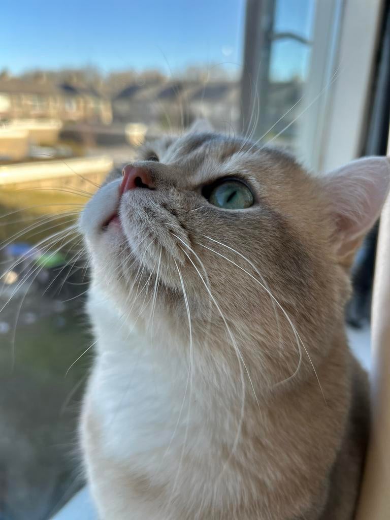 Britse korthaar blue Shaded/ Dekkater, 0 tot 2 jaar
