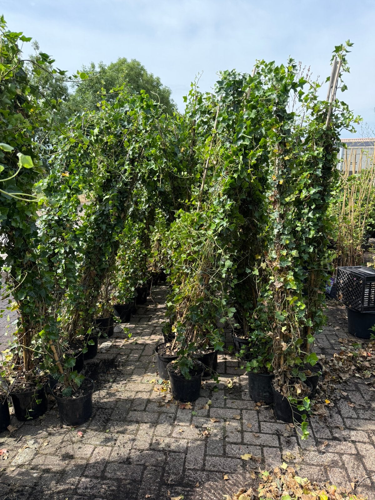 Hedera super grote planten hoog 225+  snel dicht, Ophalen, Vaste plant, Bloeit niet, Halfschaduw