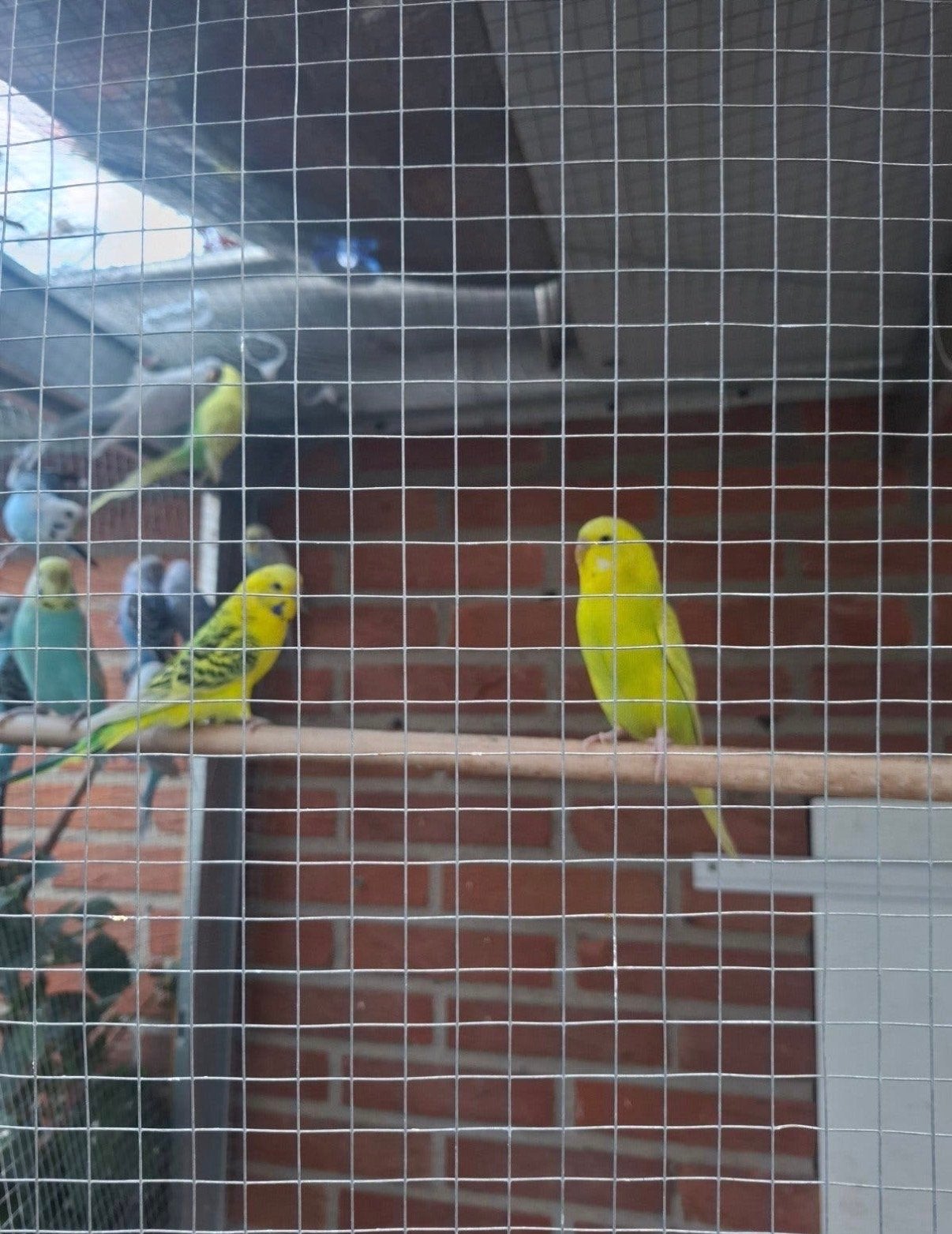 Verkopen ze zijn gezond en goed, maar ik wil verhuizen, Dieren en Toebehoren, Mannelijk, Parkiet