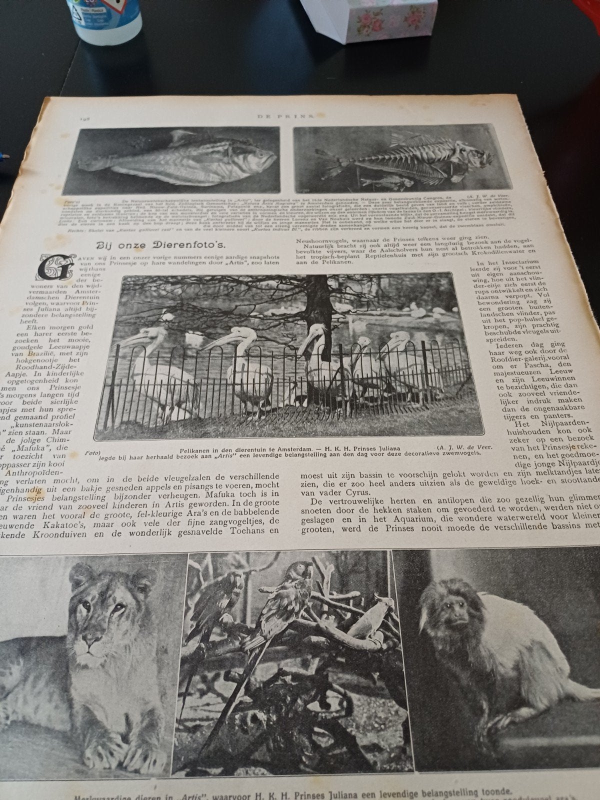 reportage dierentuin Artis Amsterdam 1915, Ophalen of Verzenden, Gebruikt, Paard, Beeldje of Figuurtje