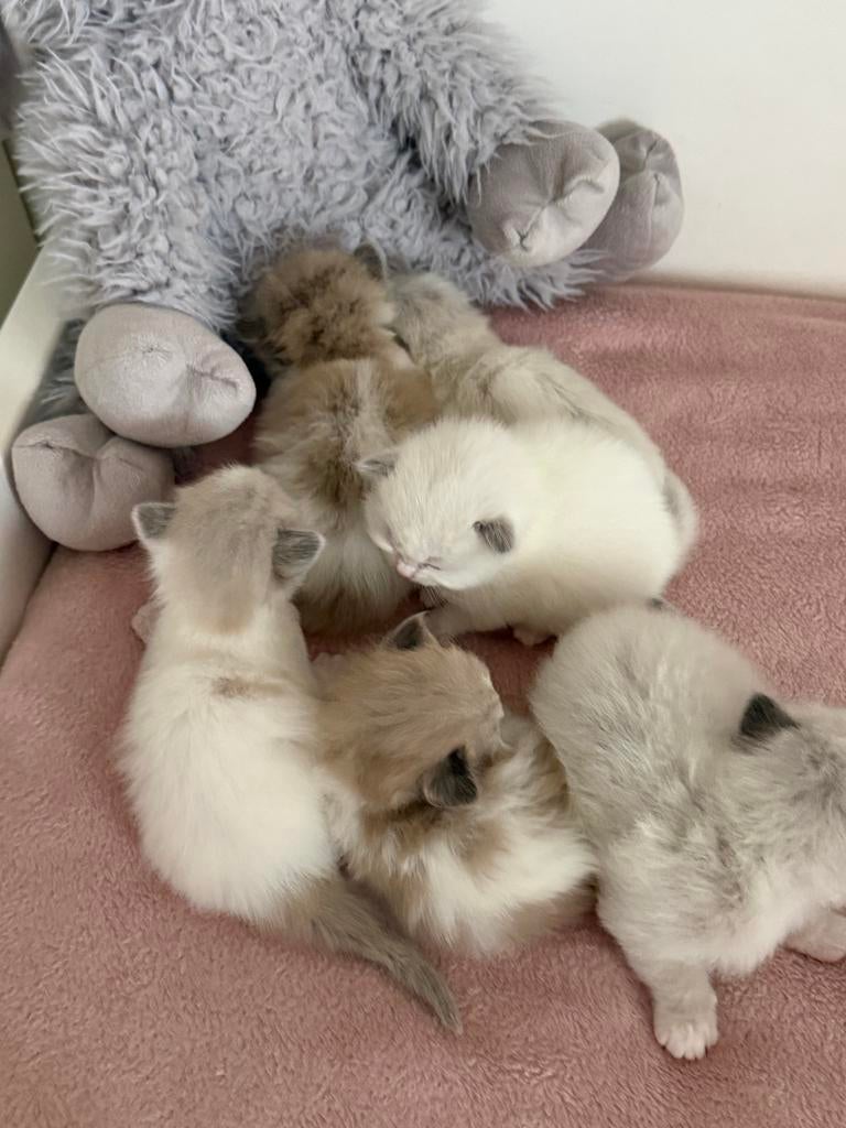 Ragdoll kittens, Dieren en Toebehoren, Katten en Kittens | Raskatten | Langhaar, Meerdere dieren