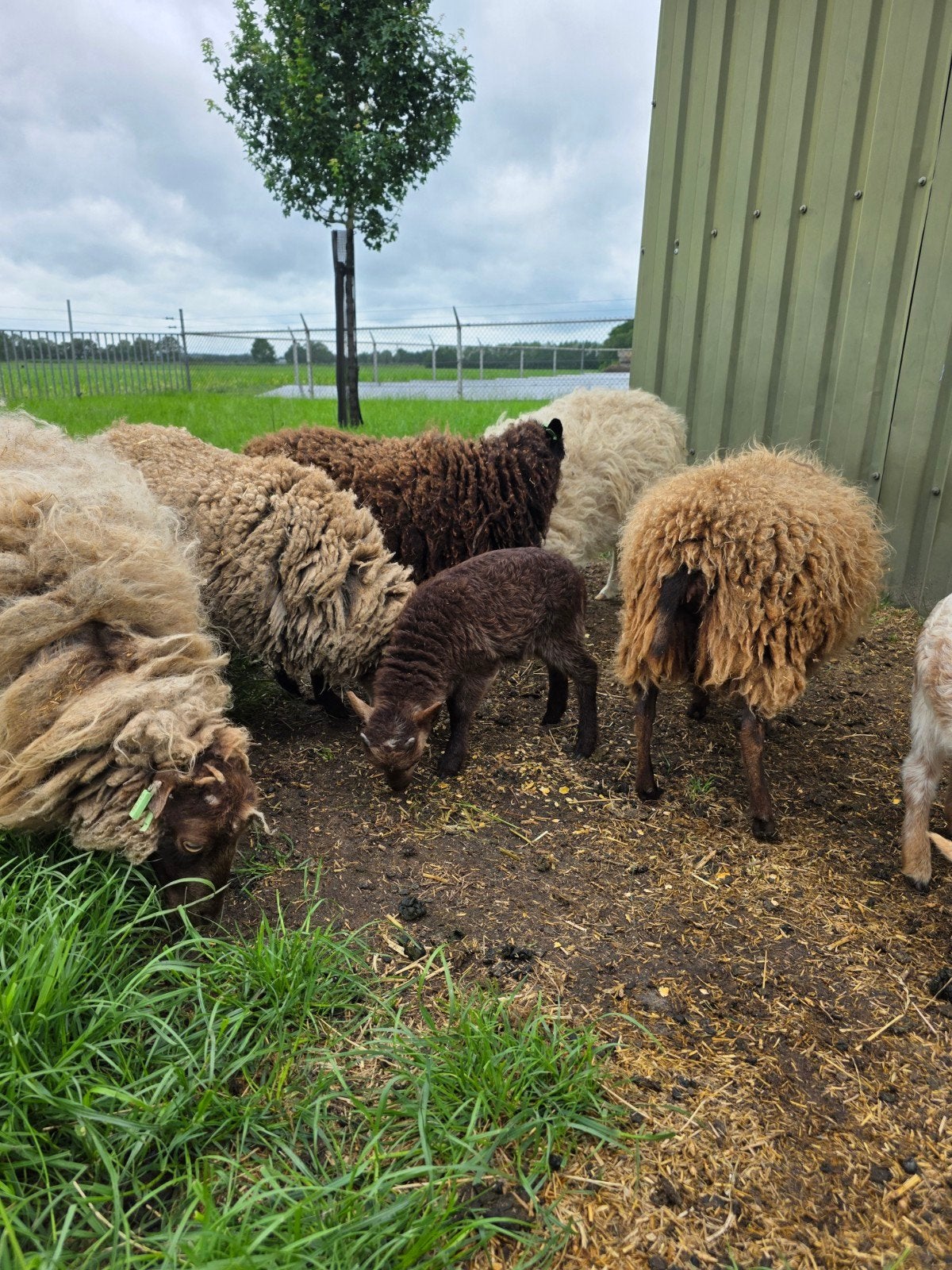 2 Ouessant ooien en 1 ram lam, Dieren en Toebehoren, Meerdere dieren, Schaap