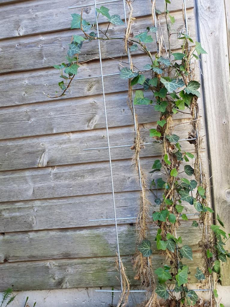 Klimop met metalen hek 40x200 cm. Nieuw, Tuin en Terras, Ophalen of Verzenden