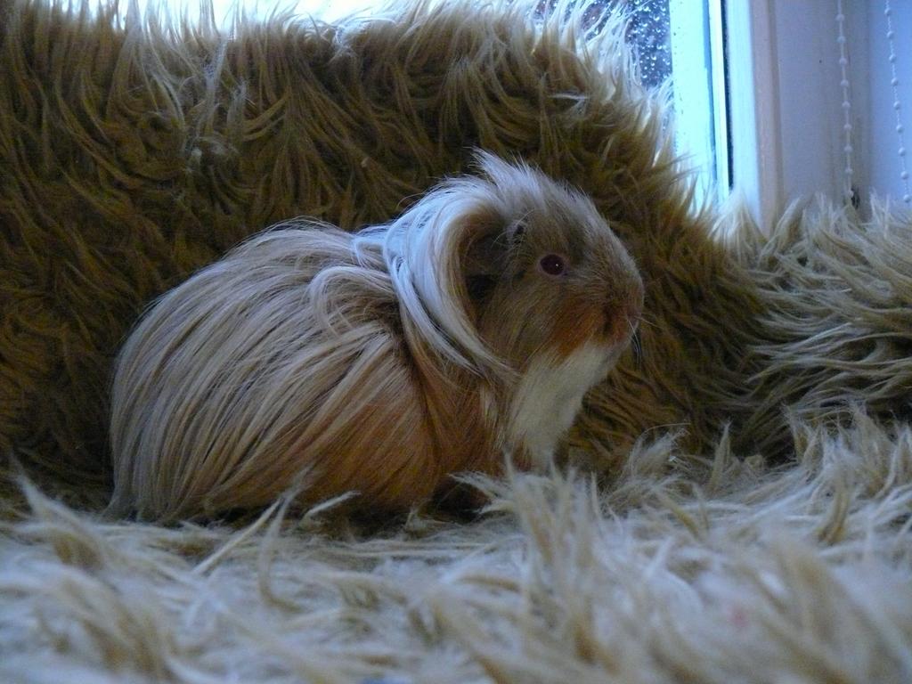 superlief gecastreerd cavia beertje (2,5 jaar oud), Dieren en Toebehoren, Knaagdieren, Cavia, Augustus, Mannelijk, Tam