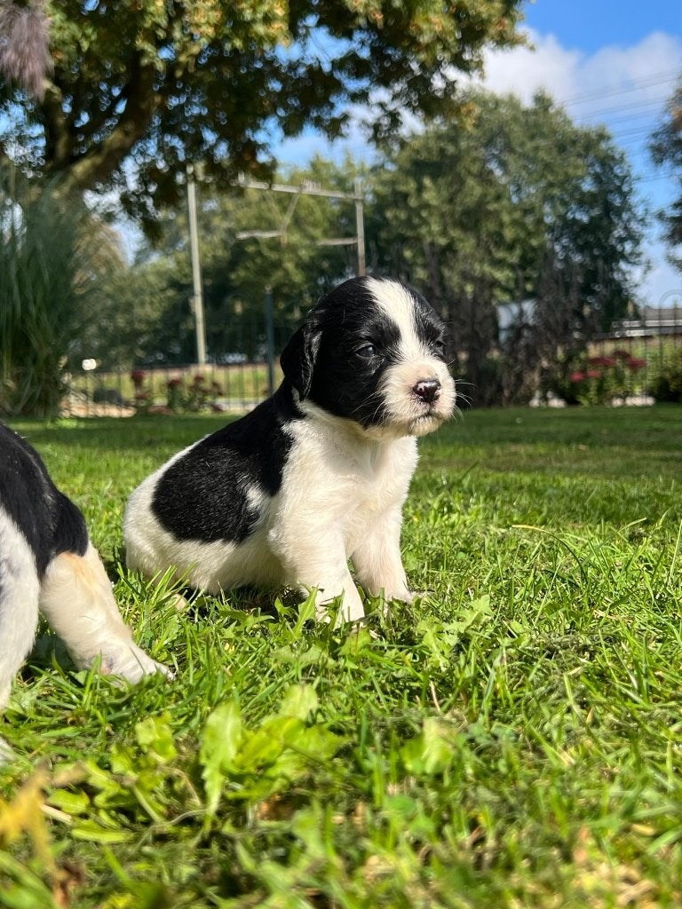 Heidewachtel kruizing pups, 8 tot 15 weken, Meerdere, Meerdere dieren, Middel