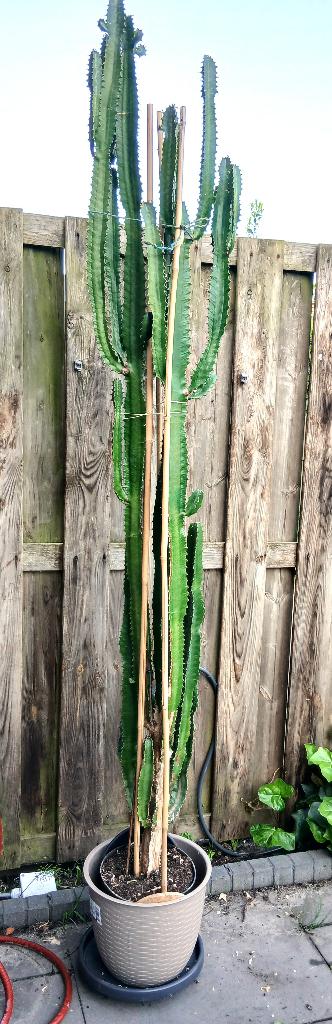 Euphorbia, Ophalen, Halfschaduw, 150 tot 200 cm, Groene kamerplant