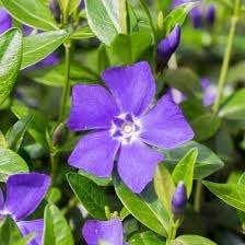 Vinca minor (Kleine Maagdenpalm), Bodembedekkers, Vaste plant, Ophalen of Verzenden, Halfschaduw