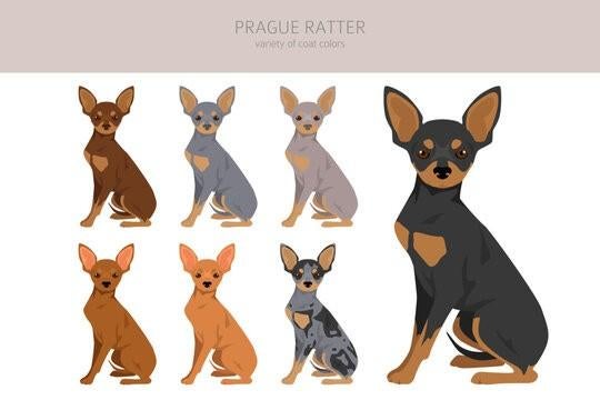 Op zoek na praagse rattler dekreu, Ophalen of Verzenden