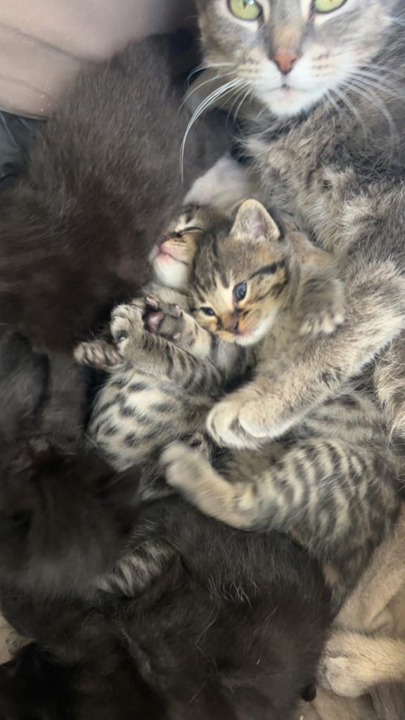 Kittens, Dieren en Toebehoren, Meerdere dieren, Kortharig, 0 tot 2 jaar