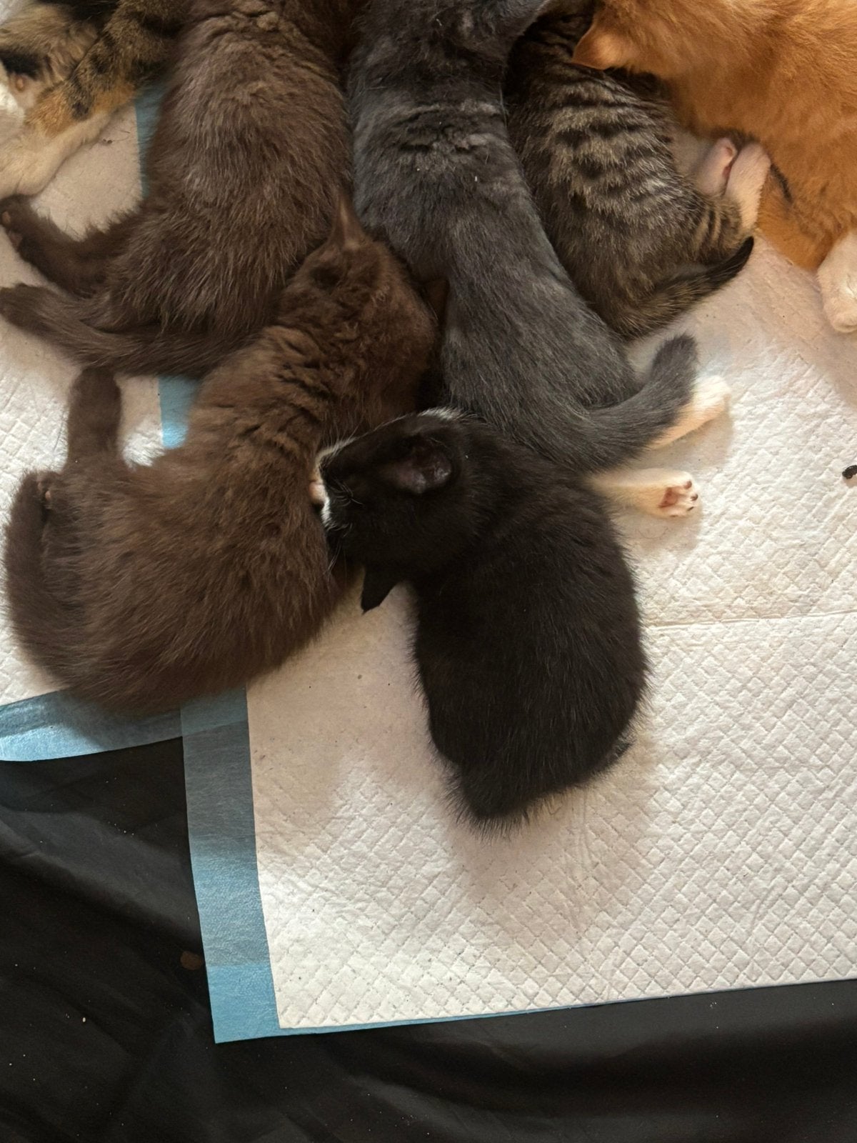 Kittens, Dieren en Toebehoren, Meerdere dieren