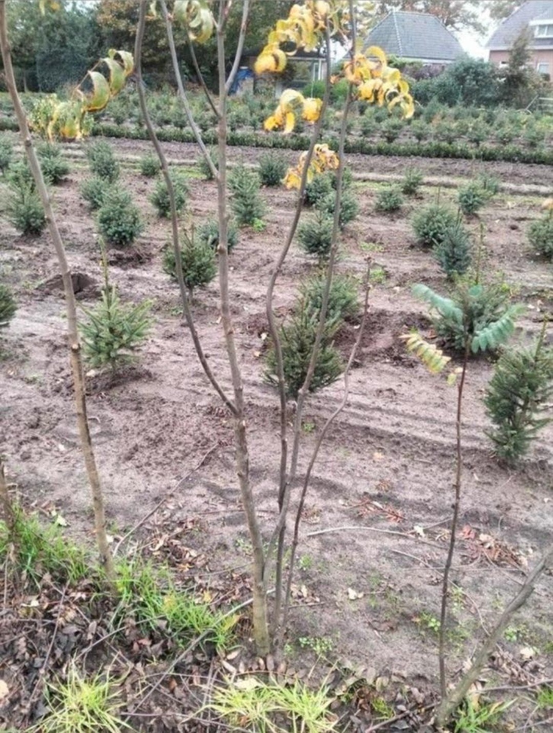 Sorbus aucuparia Lijsterbes meerstammige of boom, Overige soorten, 100 tot 250 cm, Zomer, Ophalen