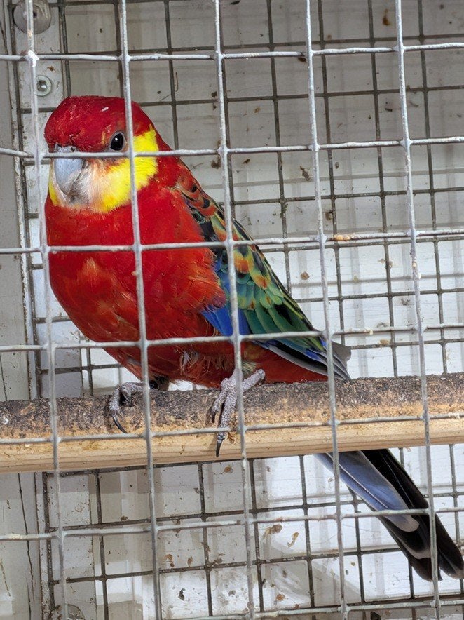 GEZOCHT Stanley Rosella pop, Dieren en Toebehoren, Vogels | Parkieten en Papegaaien, Vrouwelijk, Parkiet, Geringd