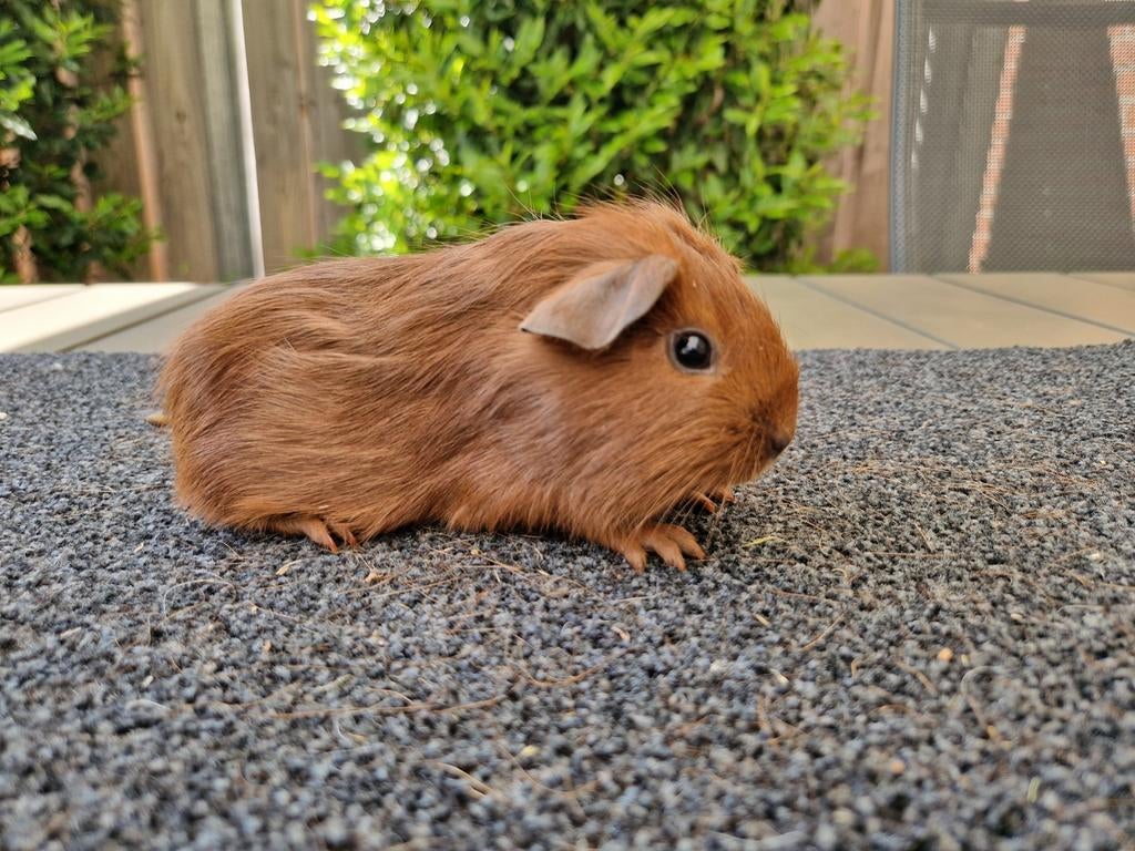 Mooi rood cavia beertje, April, Mannelijk, Cavia