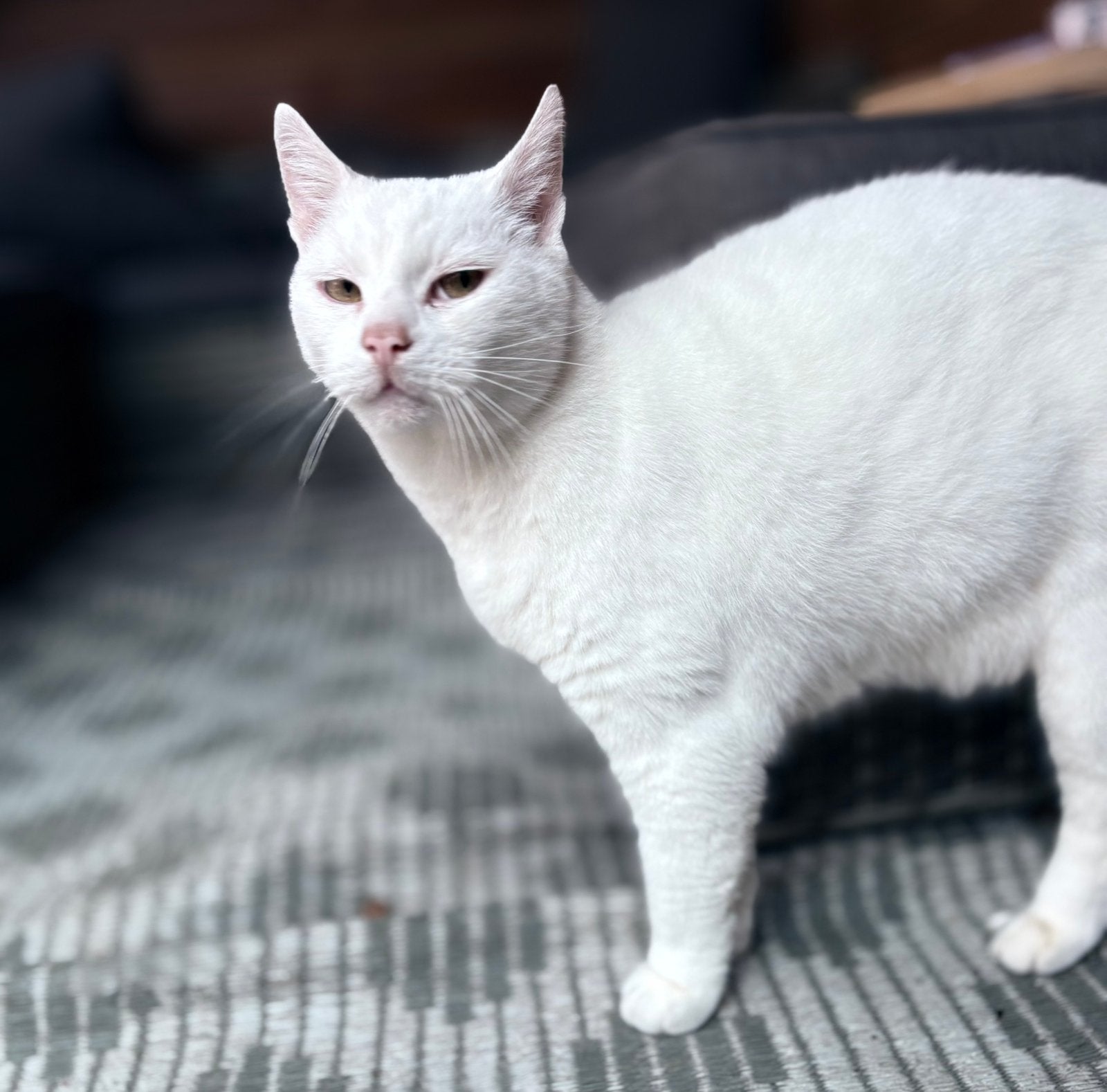 Kater (12) zoekt een rustig laatste huisje., Dieren en Toebehoren, Kater