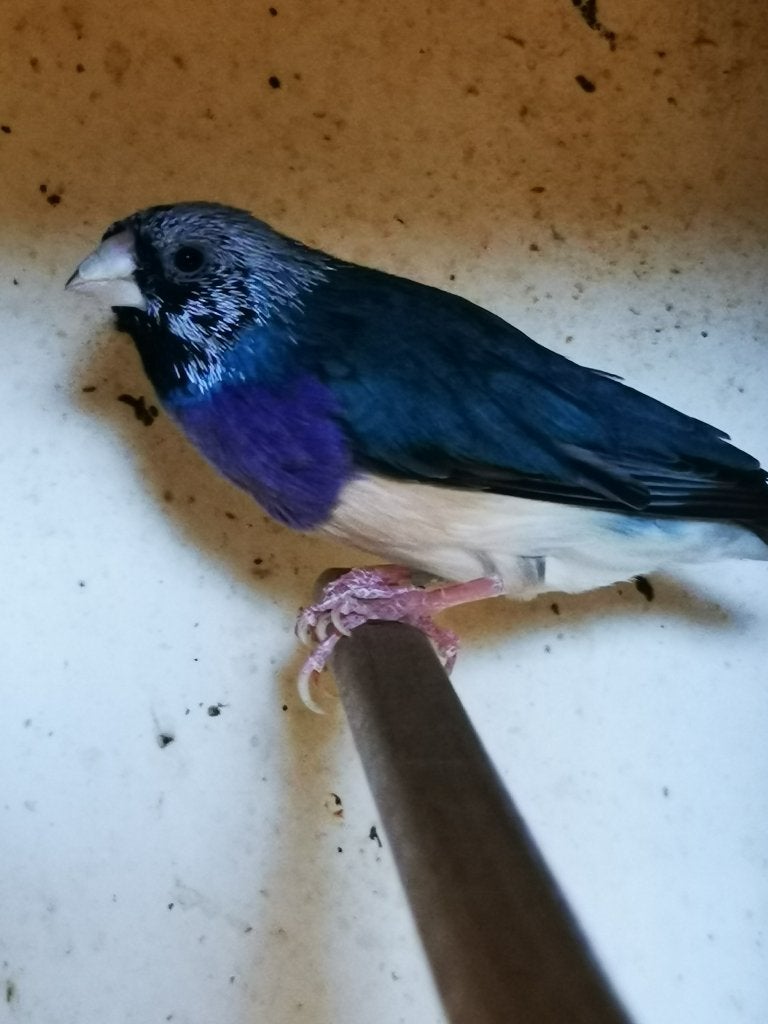 Koppel blauwe x split voor blauw gouldamadine, Dieren en Toebehoren, Vogels | Overige Vogels, Meerdere dieren, Tropenvogel