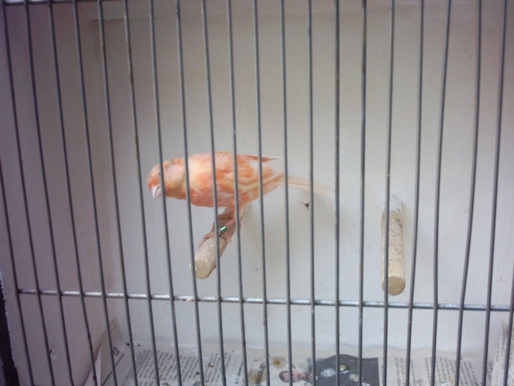 kanarie`s, Meerdere dieren, Kleurkanarie