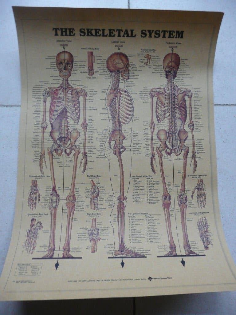 Peter Bachin The Skeletal system Anatomical Chart skelet, Ophalen of Verzenden, A1 t/m A3, Film en Tv