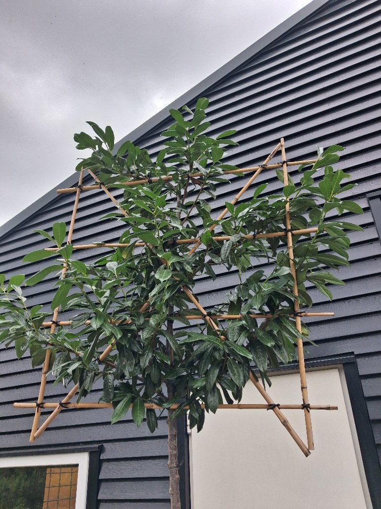 Prunus l. Novita / laurierkers (leiboom) €95,-, Leiboom, Ophalen of Verzenden, Lente, 250 tot 400 cm